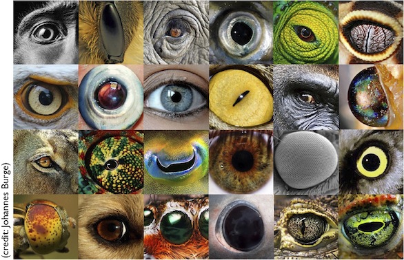 File:Animal-eyes-fig.jpg